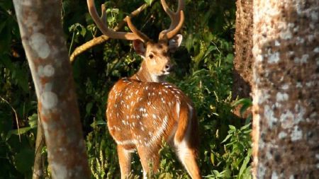 चितवन राष्ट्रिय निकुञ्जमा अर्ना र बाह्रसिङ्गेको संख्या थपिँदै