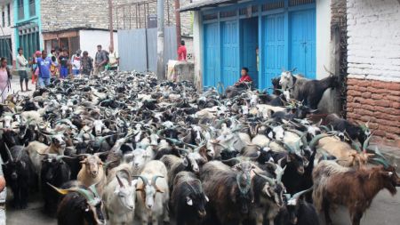 सरकारद्वारा खसीबोका आयातमा कडाई, दशैंमा मासु महँगो हुने