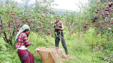 जुम्लाका किसान स्याउ टिप्नमा व्यस्त