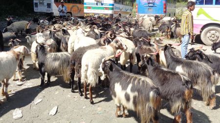 हिमालपारिको जिल्ला मुस्ताङबाट पोखरामा च्यांग्रा छारिँदै