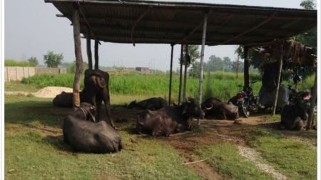 २२ वटा अवैध भैसी प्रहरी नियन्त्रणमा