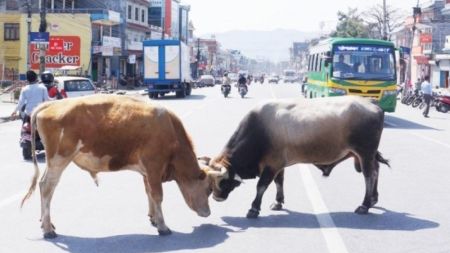 सडकमा जथाभावी गाईवस्तु छोड्नेलाई कारवाही गर्न सर्वोच्चको आदेश !