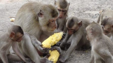 उपमहानगरभित्रै बाँदरको आतंक, किसान चिन्तित