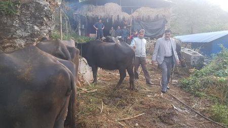 पूर्वमन्त्री शर्मा एकाबिहानै भैंसी फर्ममा (फोटो फिचर)