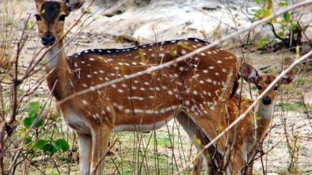 लाङटाङवासीका घरआँगनमा नाच्न थाले कस्तुरी