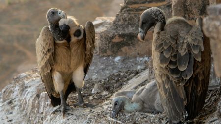 यस्तो अवस्थामा छन् ‘स्याटलाइट ट्रान्समिटर’ जडान गरिएका गिद्ध