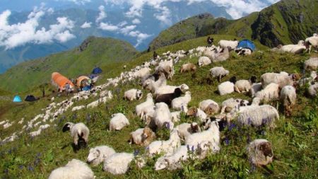 अज्ञात रोगका कारण २० भेडा मरे