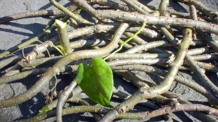 गुर्जाेप्रति बढ्दो मोहः कर अधिकृतले निःशुल्क बाँड्दै बिरुवा