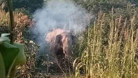 जंगली हात्ती पीडितका गुनासो, ‘खै कसरी अन्नबाली जोगाउनु अब’