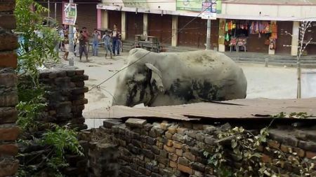 जंगली हात्तीको आक्रमणमा परी दुई जनाको मृत्यु