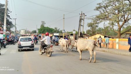 जनकपुरधाममा छाडा चौपायाको आतंक