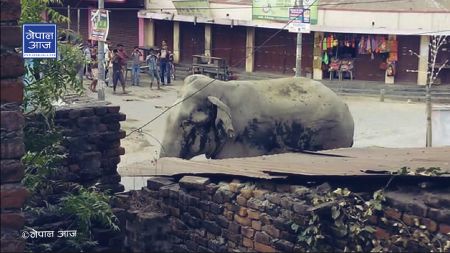 एक महिना नपुग्दै गाउँमा दोस्रो पटक हात्ती आतङ्क