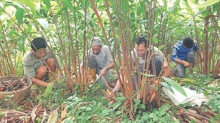 यान्त्रिकीकरणतर्फ अलैँची किसान