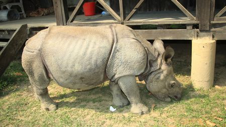 खोरमा हुर्किँदै गरेकी १५ महिने पुष्पा