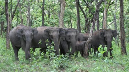 भारतबाट आएको हात्तीले धानबाली नष्ट