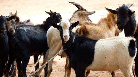 बाख्राफार्ममा आगलागी हुँदा रु ६० लाखको क्षति