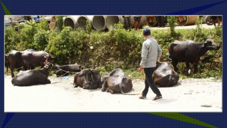 भारतीय चोरले लुटेका भैँसी सशस्त्र प्रहरीले फिर्ता ल्यायो