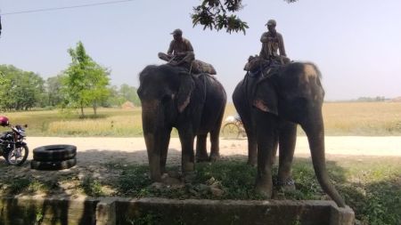 भारत तस्करी हुँदै गरेका २ हात्तीसहित तीन जना पक्राउ