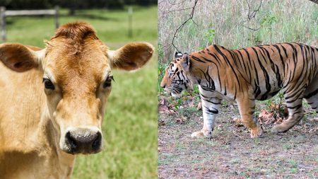 गाईलाई राष्ट्रिय जनावर घोषणा गर्न भारतीय सर्वोच्च अदालतद्वारा अस्विकार