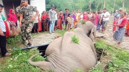 सामुदायीक वनको सेफ्टिट्यांकीमा परेर हात्ती मर्यो