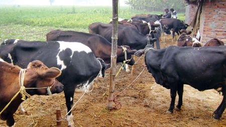 राजधानीमा गोर्वधन पूजाका लागि गोवर बुकिंग हुँदै