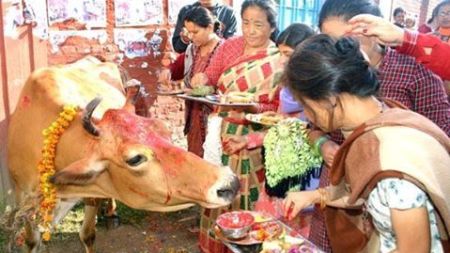 गाईपुजा त्यसै गरिएको होइन, कारण धेरै छन्